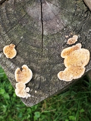 Steccherinum ochraceum