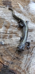 Ambystoma macrodactylum