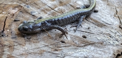 Ambystoma macrodactylum