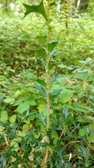 Osmanthus heterophyllus