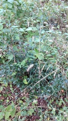 Osmanthus heterophyllus