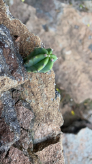 Myrtillocactus geometrizans