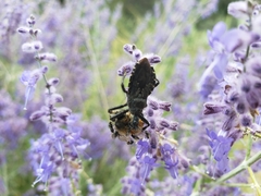 Apiomerus longispinis