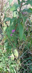 Persicaria orientalis