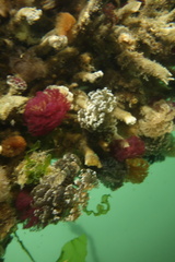 Schizobranchia insignis