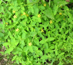 Hypericum mutilum
