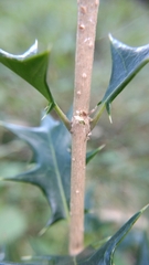 Osmanthus heterophyllus
