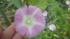 Calystegia sepium roseata