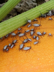 Anasa tristis