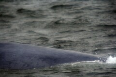 Balaenoptera musculus