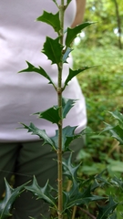 Osmanthus heterophyllus