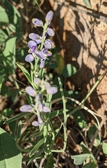 Hebecarpa barbeyana
