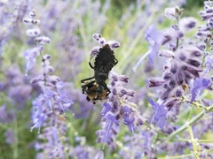 Apiomerus longispinis