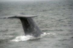 Balaenoptera musculus