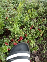 Vaccinium vitis-idaea