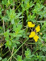 Lotus corniculatus