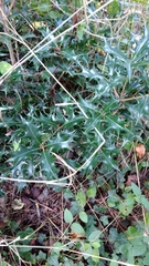 Osmanthus heterophyllus