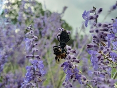 Apiomerus longispinis