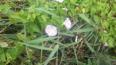 Calystegia sepium roseata
