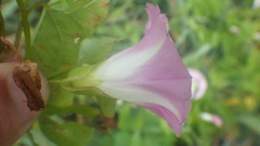 Calystegia sepium roseata