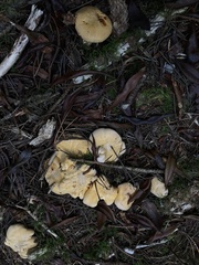 Cantharellus roseocanus