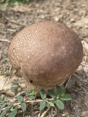 Calvatia cyathiformis