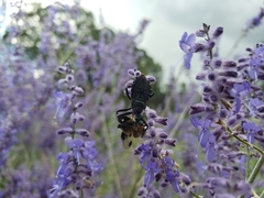 Apiomerus longispinis