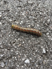 Anisota pellucida