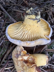 Cantharellus roseocanus