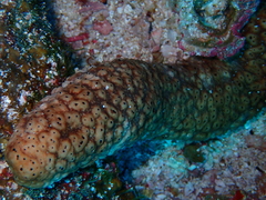 Holothuria fuscocinerea