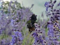 Apiomerus longispinis