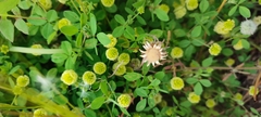 Trifolium campestre