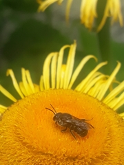Megachilinae