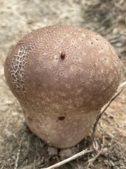 Calvatia cyathiformis