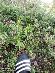 Vaccinium vitis-idaea