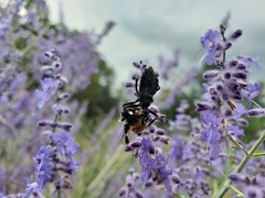 Apiomerus longispinis