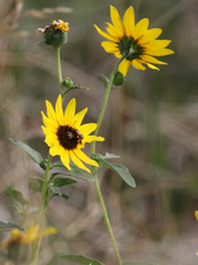 Helianthus petiolaris