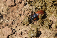 Coprimorphus scrutator