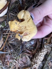 Cantharellus roseocanus
