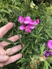 Lathyrus