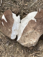 Calvatia cyathiformis