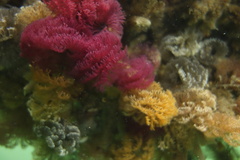 Schizobranchia insignis