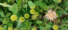 Trifolium campestre