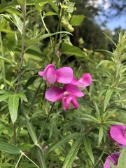 Lathyrus