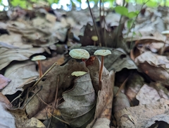 Marasmius capillaris