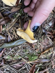 Cantharellus roseocanus