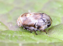 Clastoptera obtusa