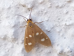Dysauxes punctata