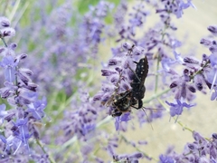 Apiomerus longispinis