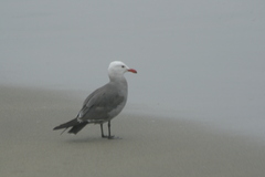 Larus heermanni